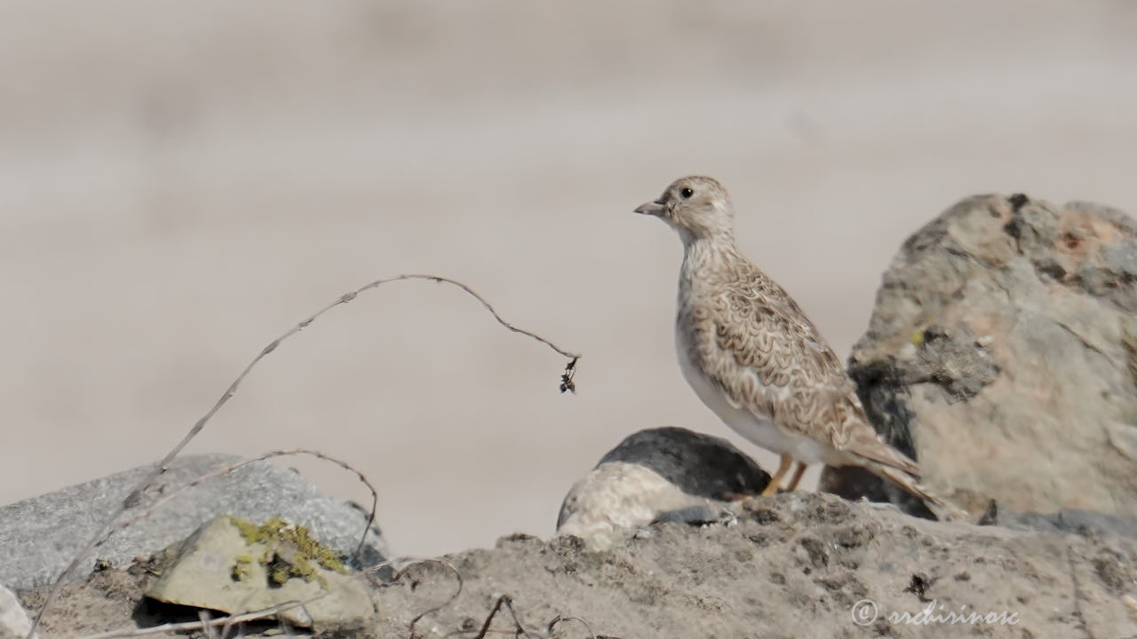 Least seedsnipe