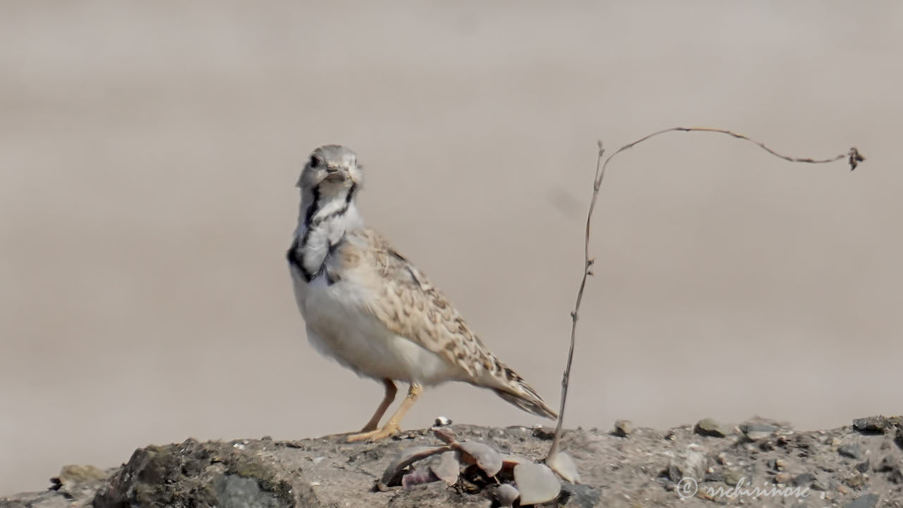 Least seedsnipe