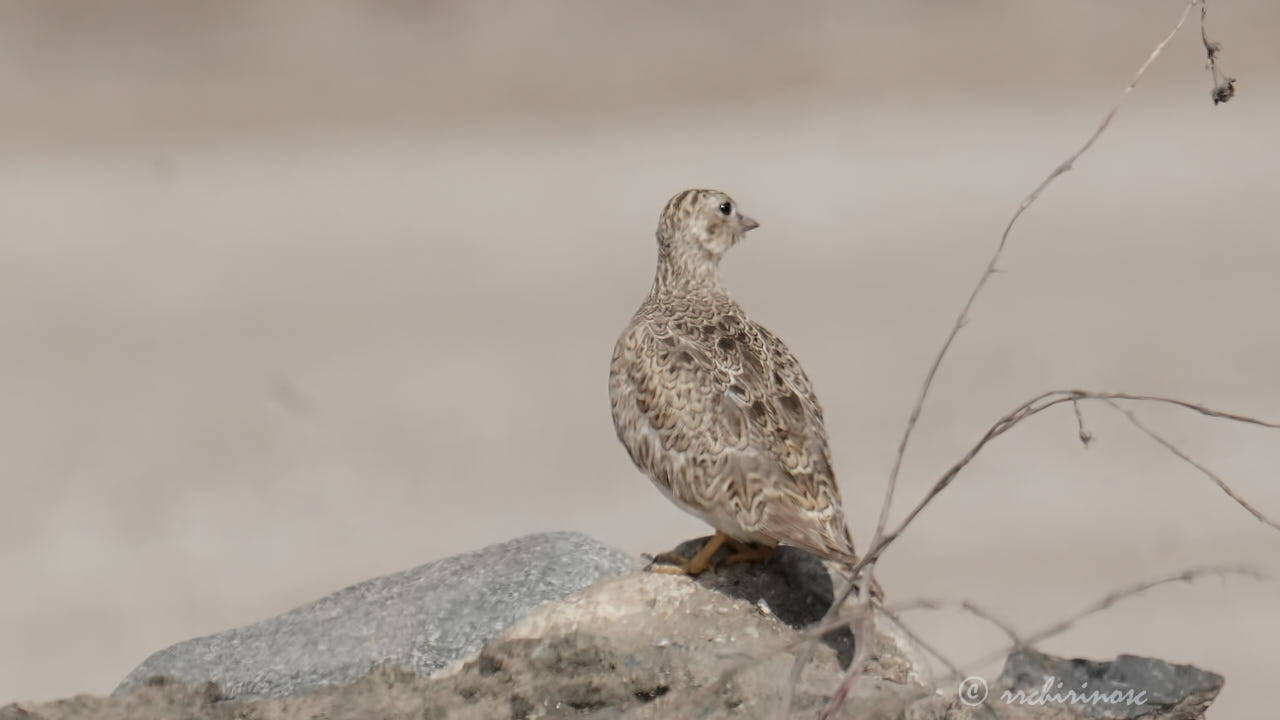 Least seedsnipe