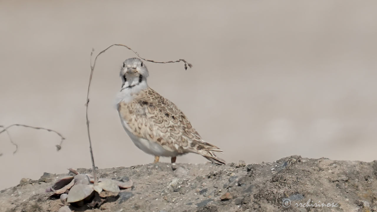 Least seedsnipe