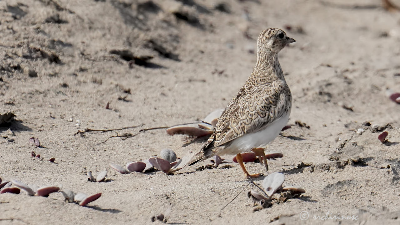 Least seedsnipe