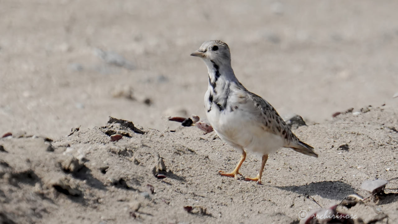 Least seedsnipe