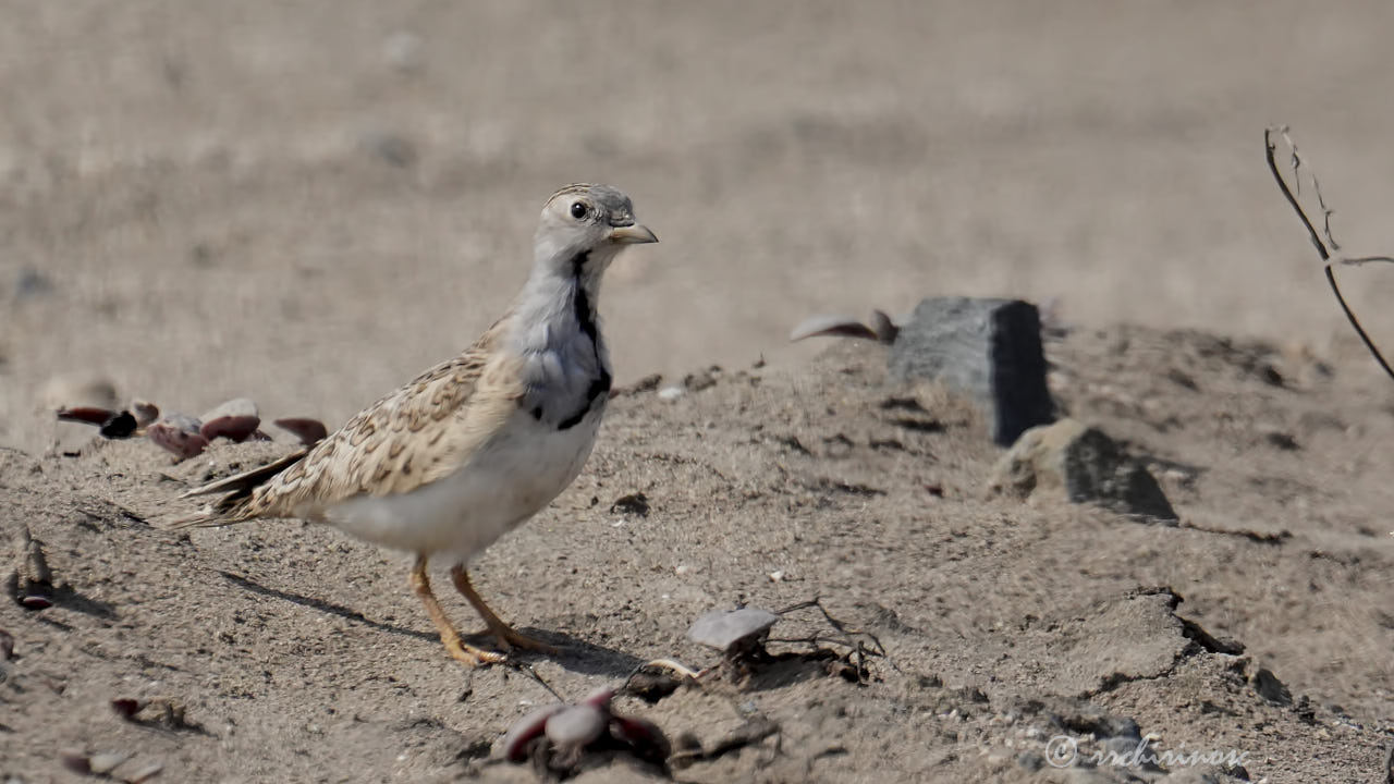 Least seedsnipe
