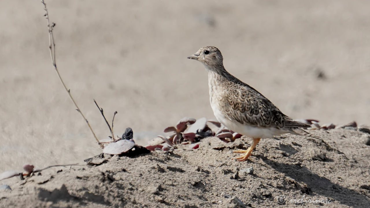 Least seedsnipe