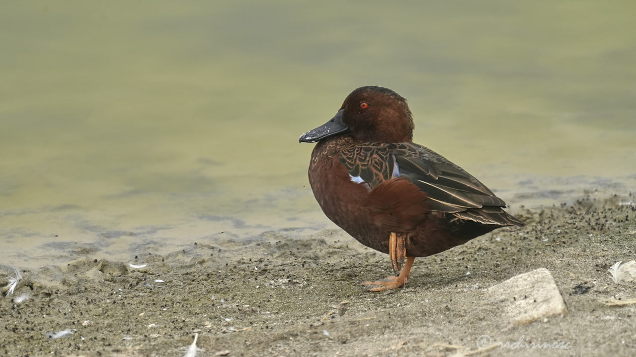 Cinnamon teal