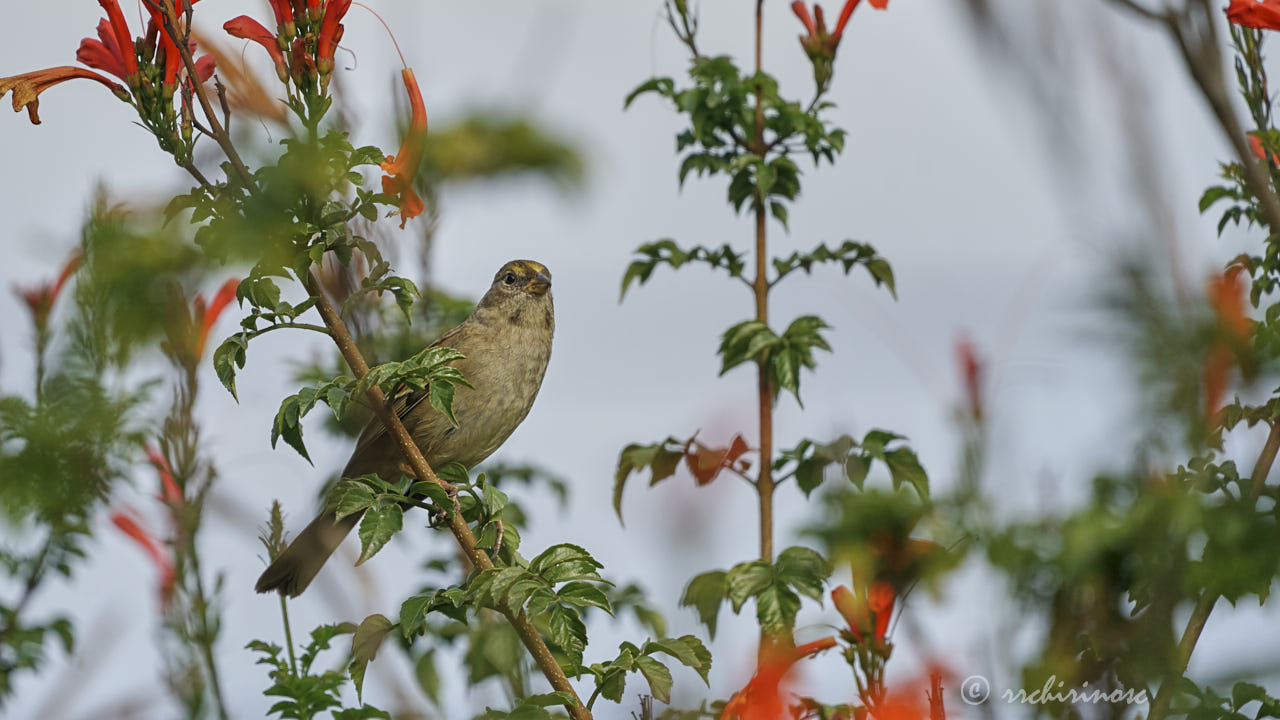 Golden-crowned sparrow