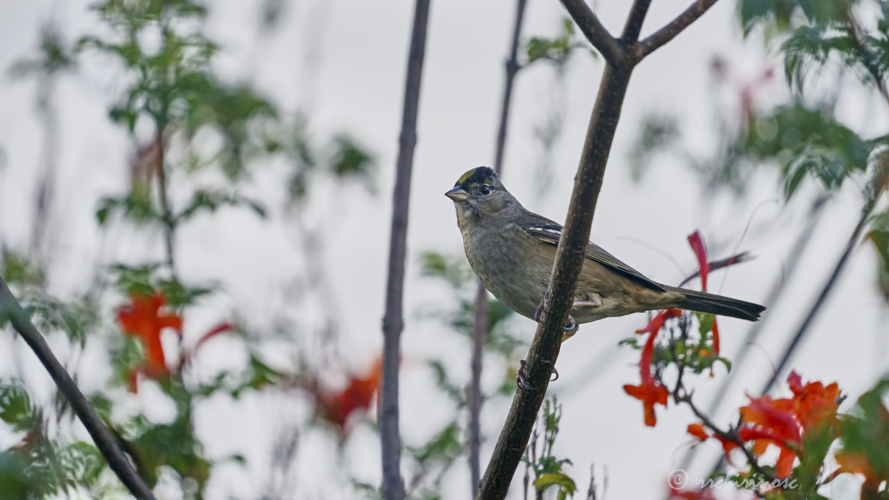 Golden-crowned sparrow
