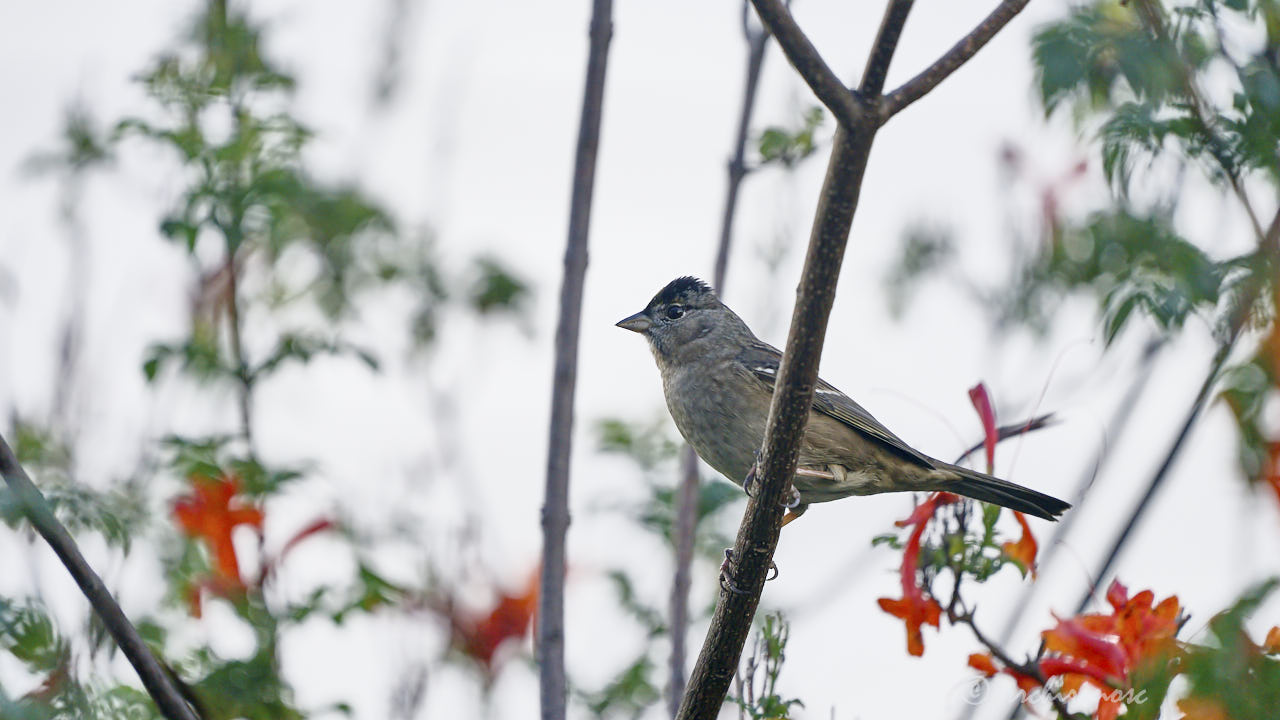 Golden-crowned sparrow