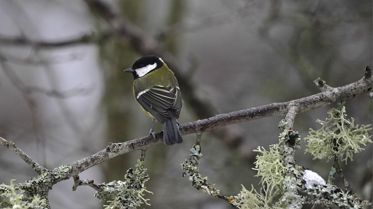 Coal tit
