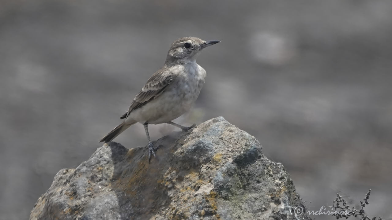 Coastal miner