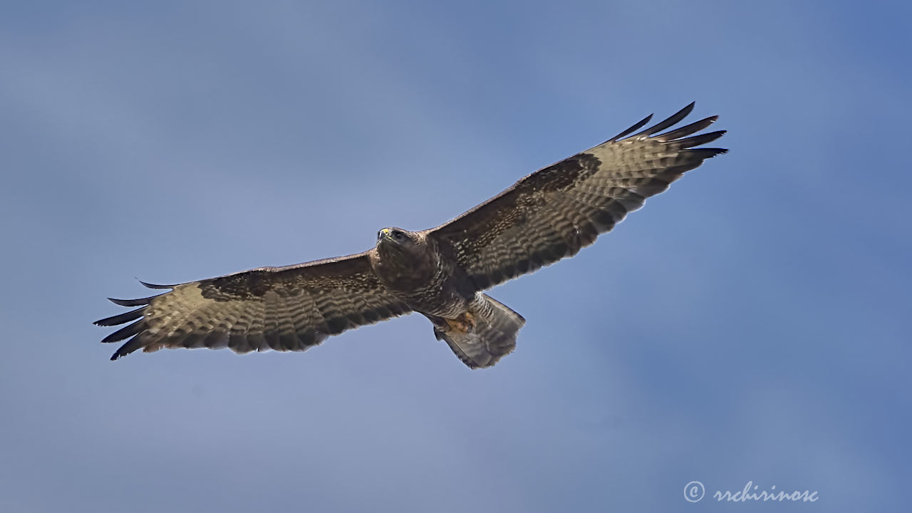 Common buzzard