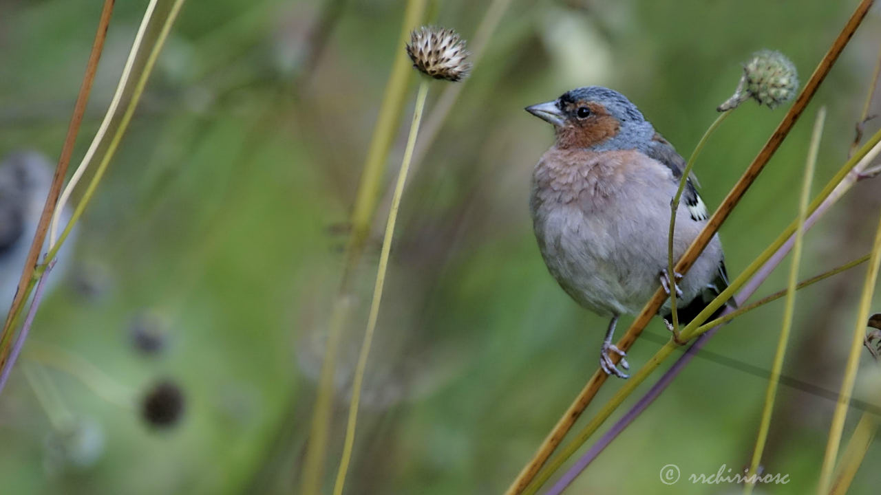 Common chaffinch
