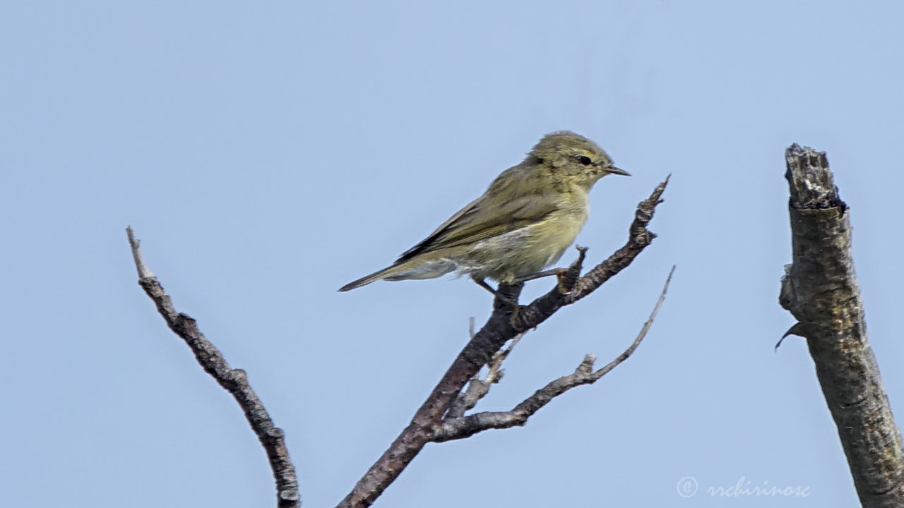 Common chiffchaff