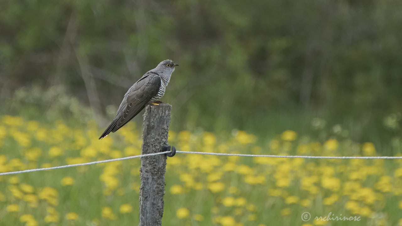 Common cuckoo
