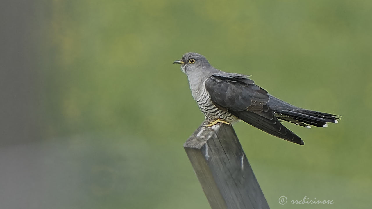 Common cuckoo
