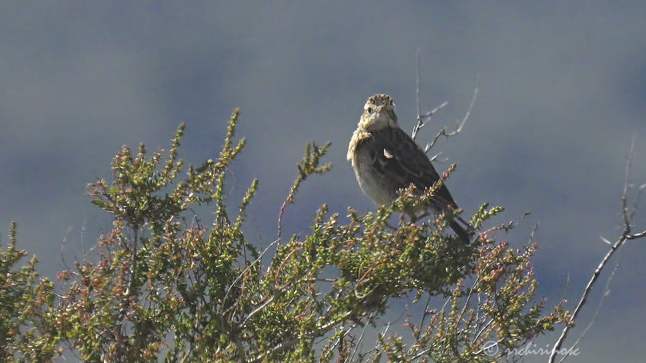 Richard's pipit