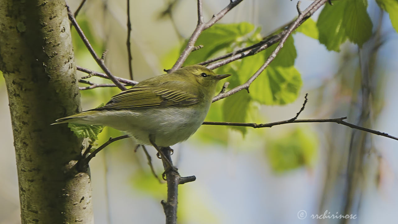 Wood warbler