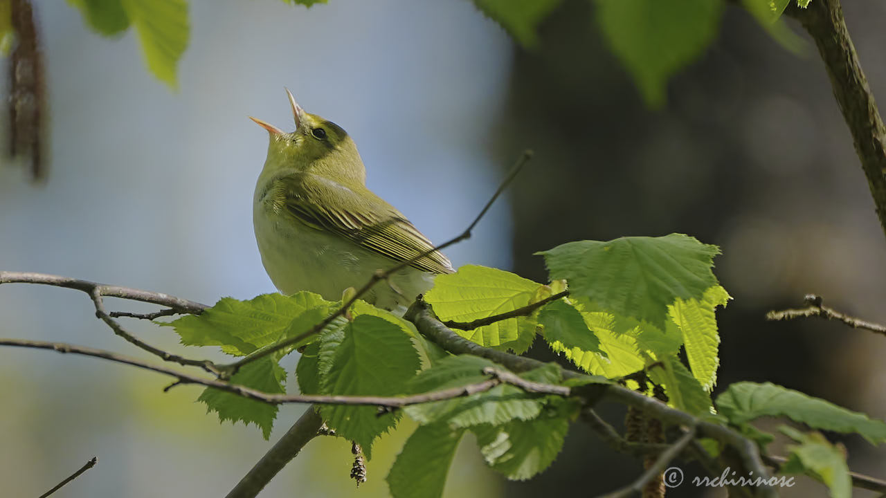 Wood warbler