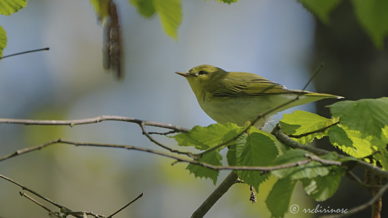 Wood warbler