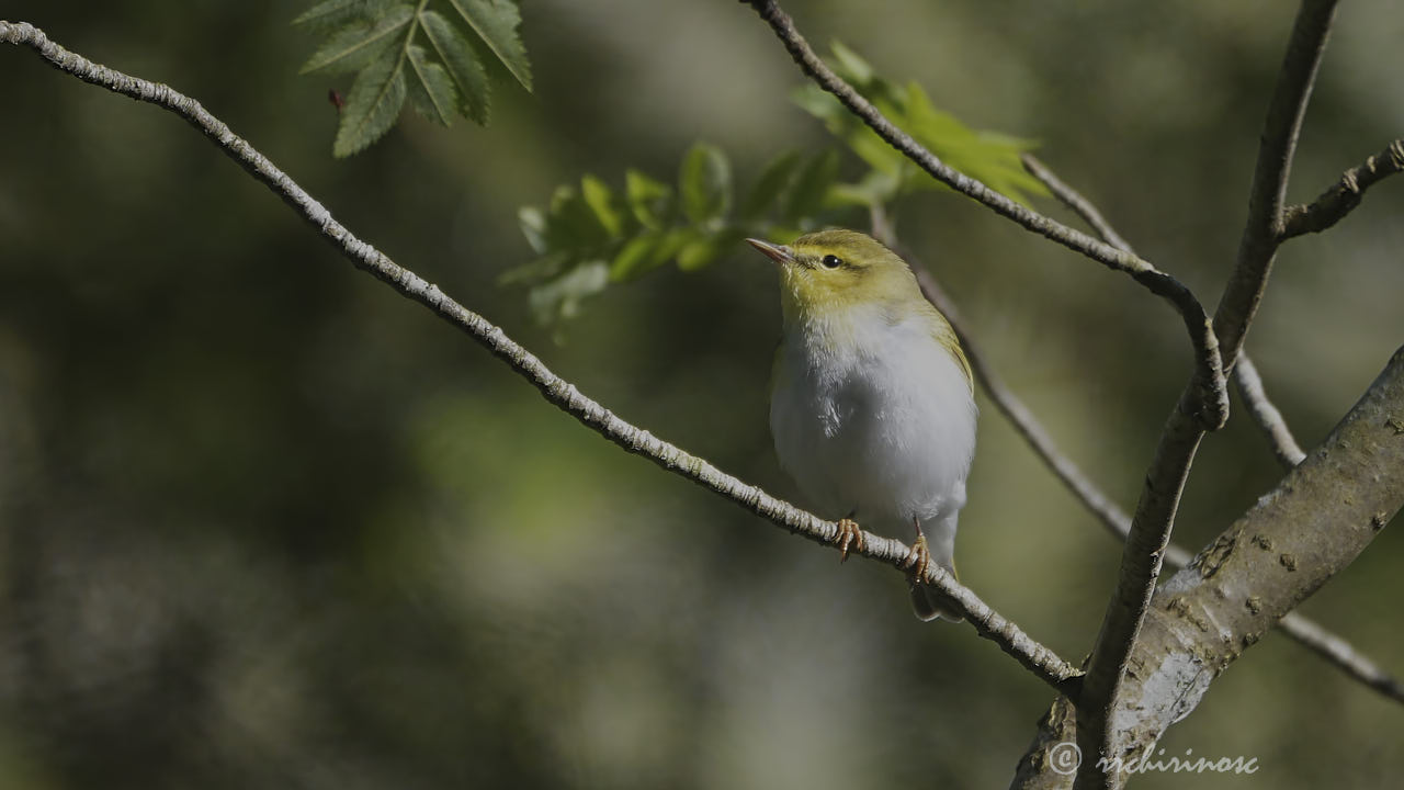 Wood warbler