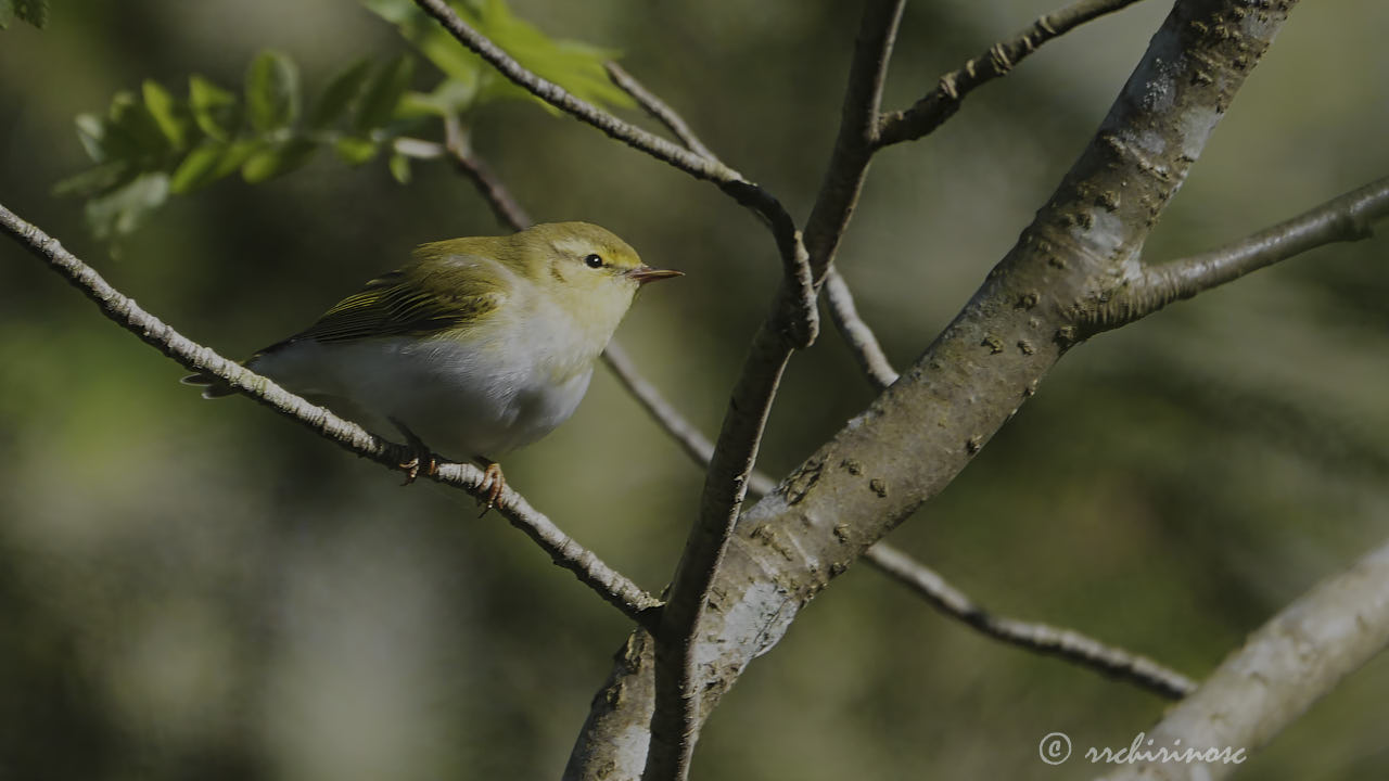 Wood warbler