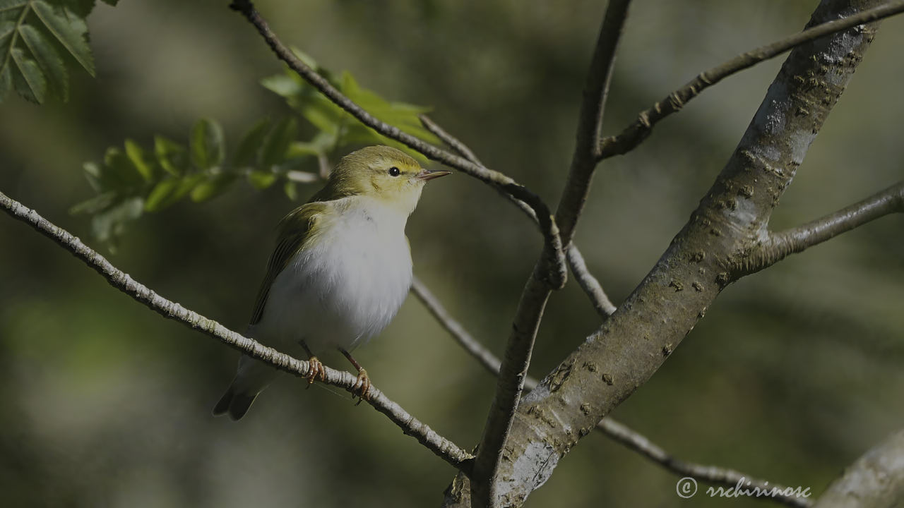 Wood warbler