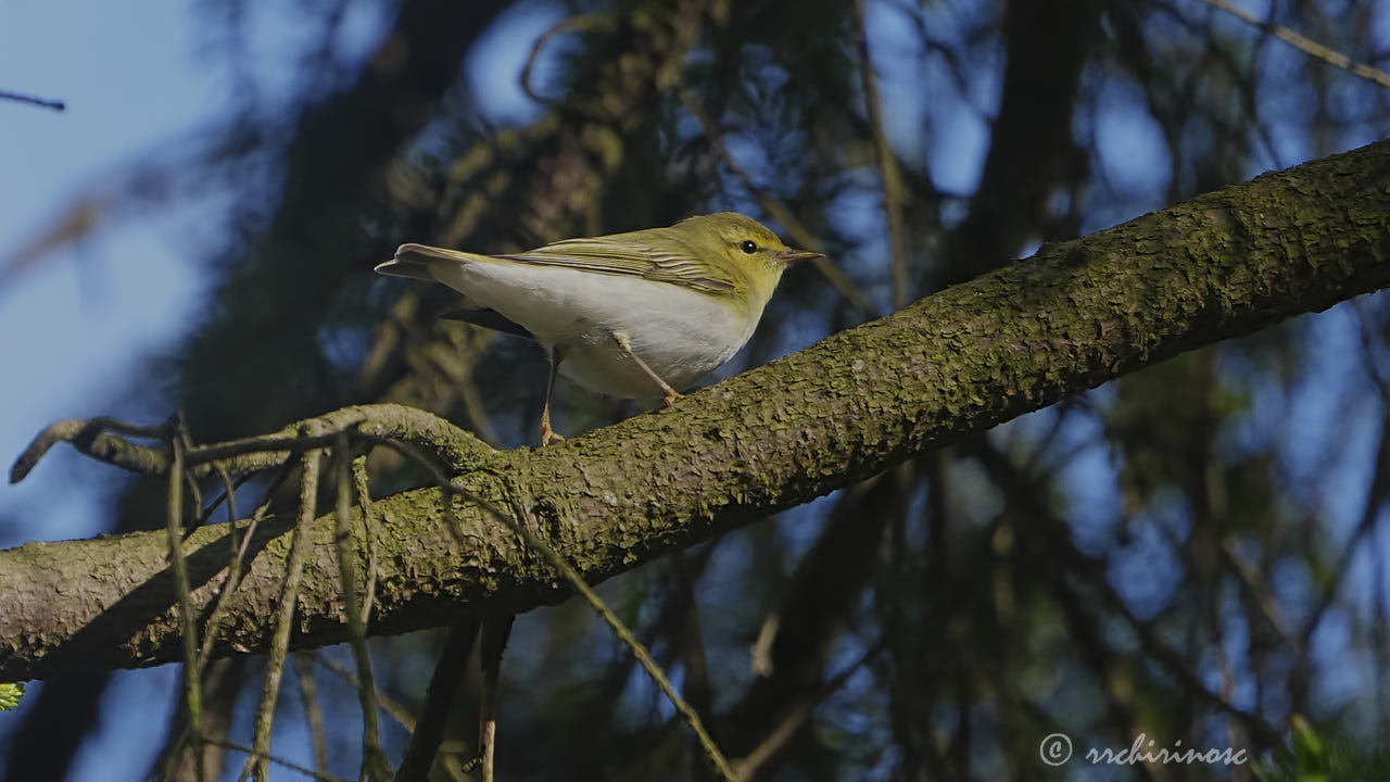 Wood warbler