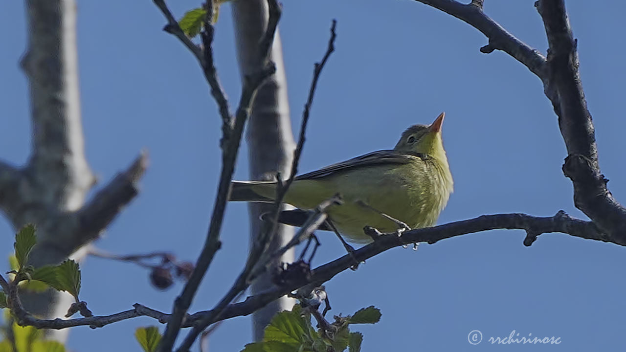 Icterine warbler