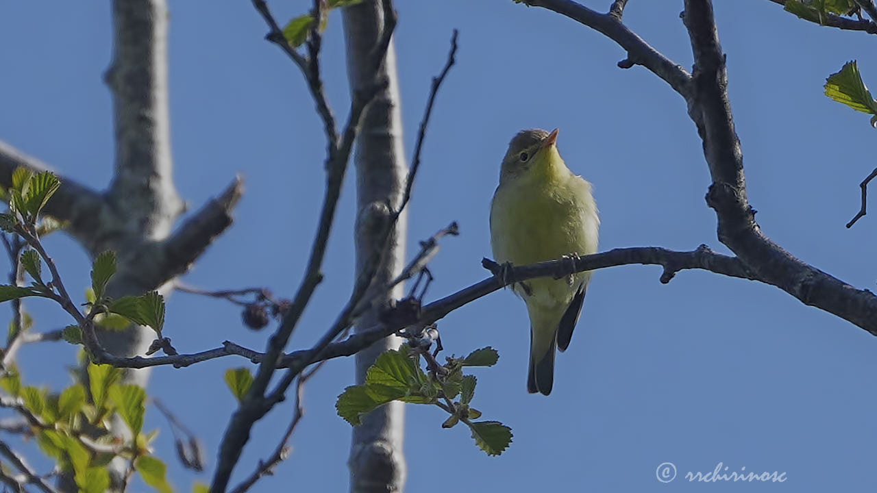 Icterine warbler
