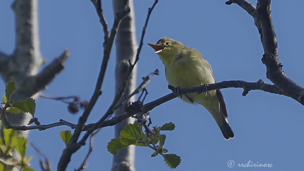 Icterine warbler