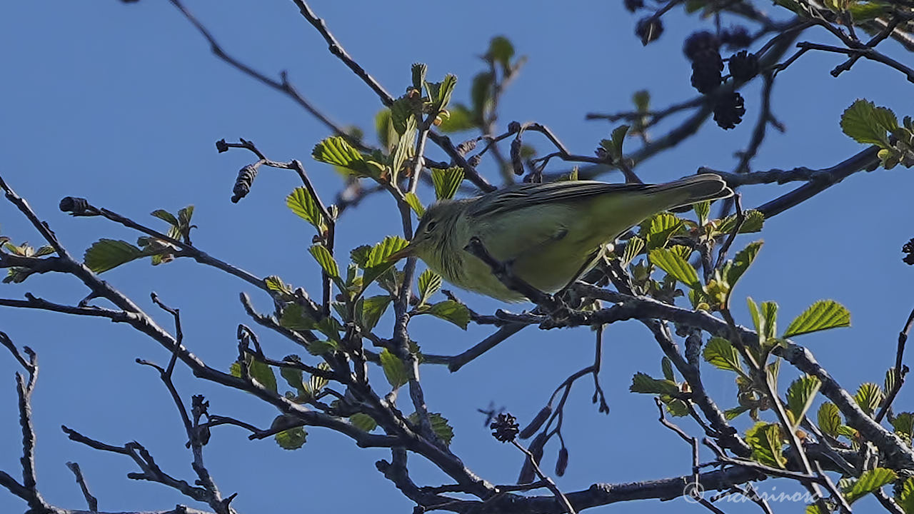 Icterine warbler