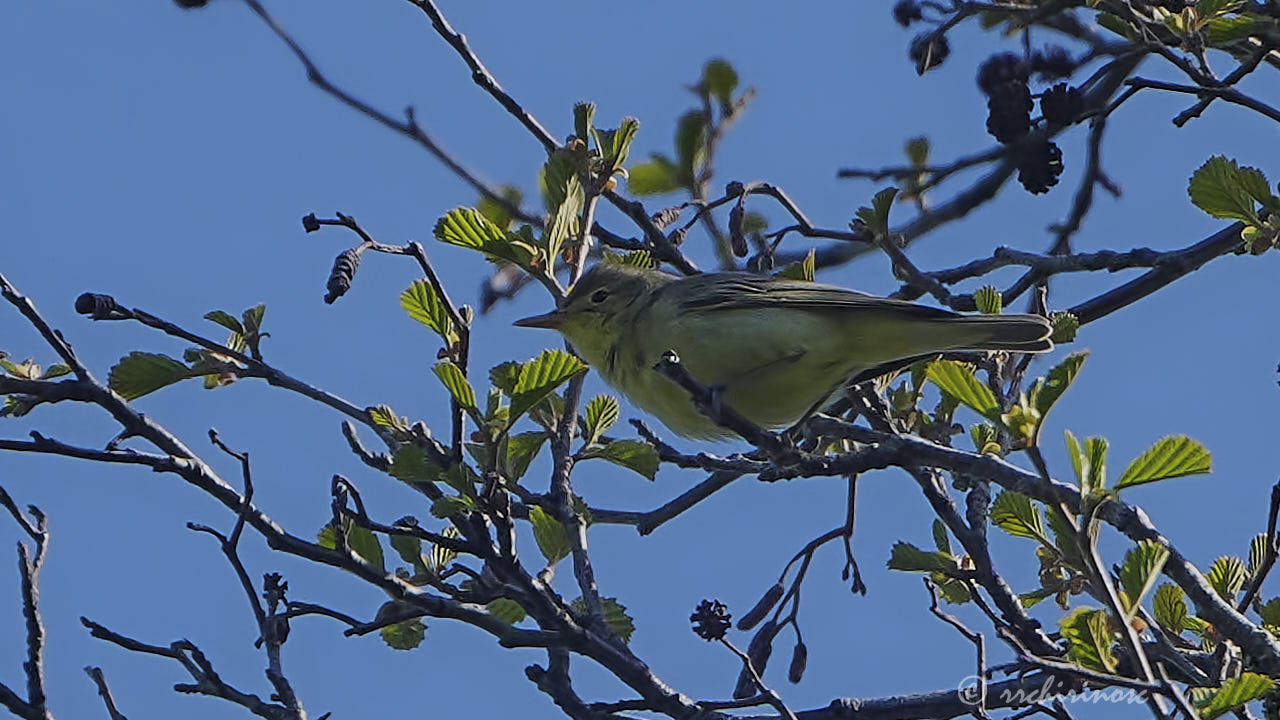 Icterine warbler