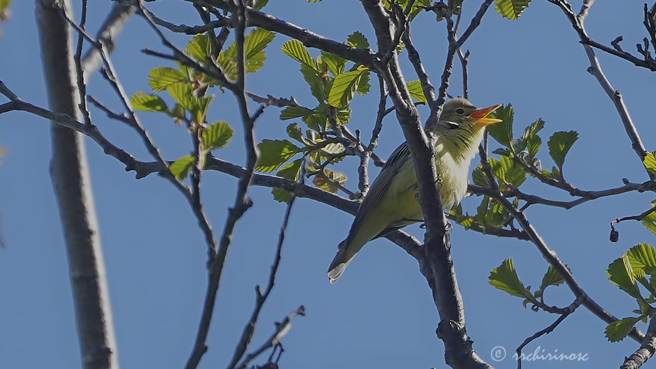 Icterine warbler