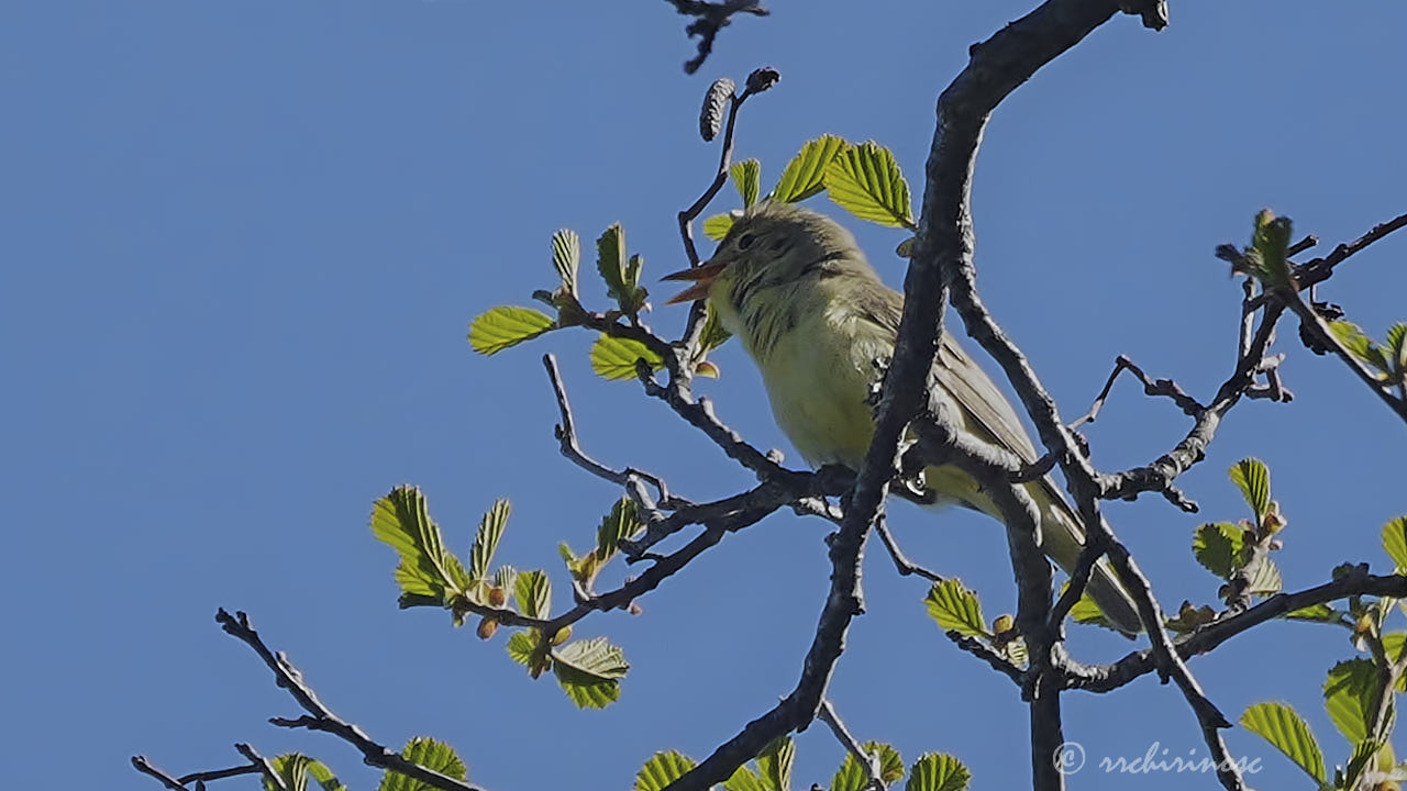 Icterine warbler