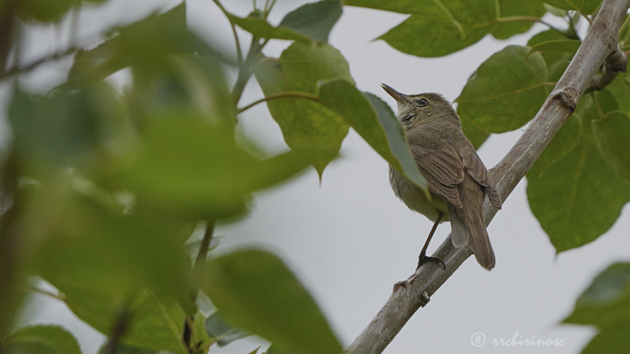 Blyth's reed warbler