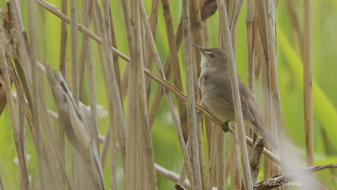 Blyth's reed warbler