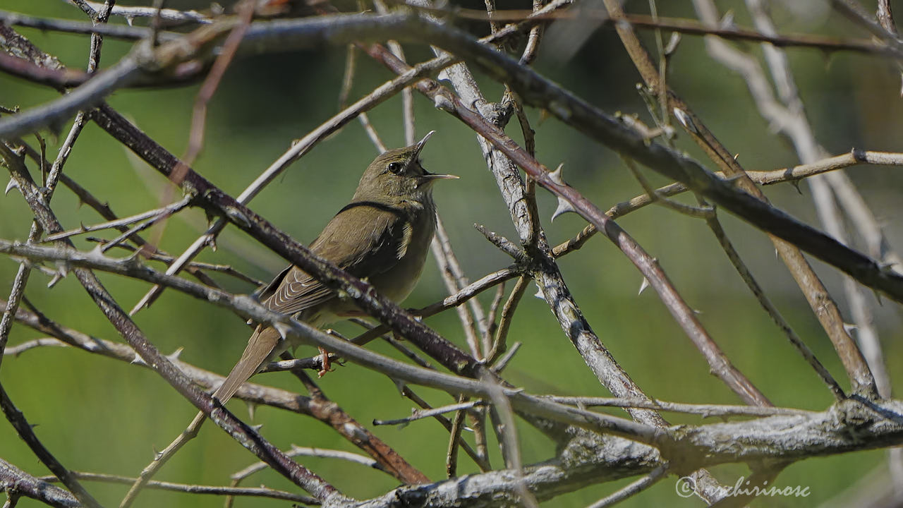 River warbler