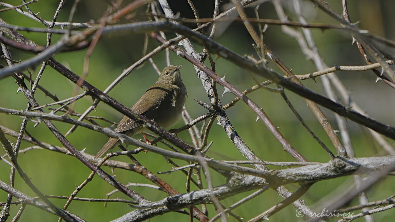 River warbler