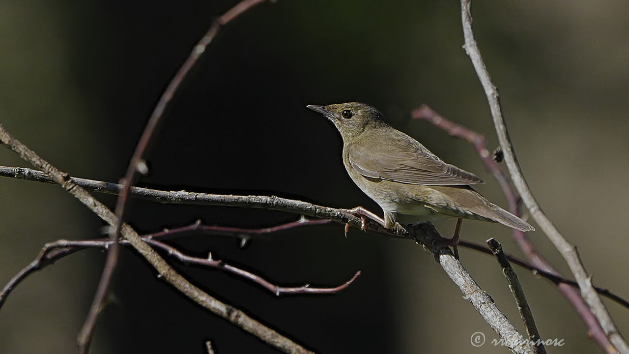 River warbler