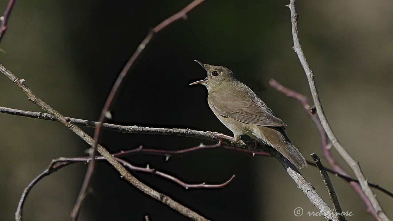 River warbler