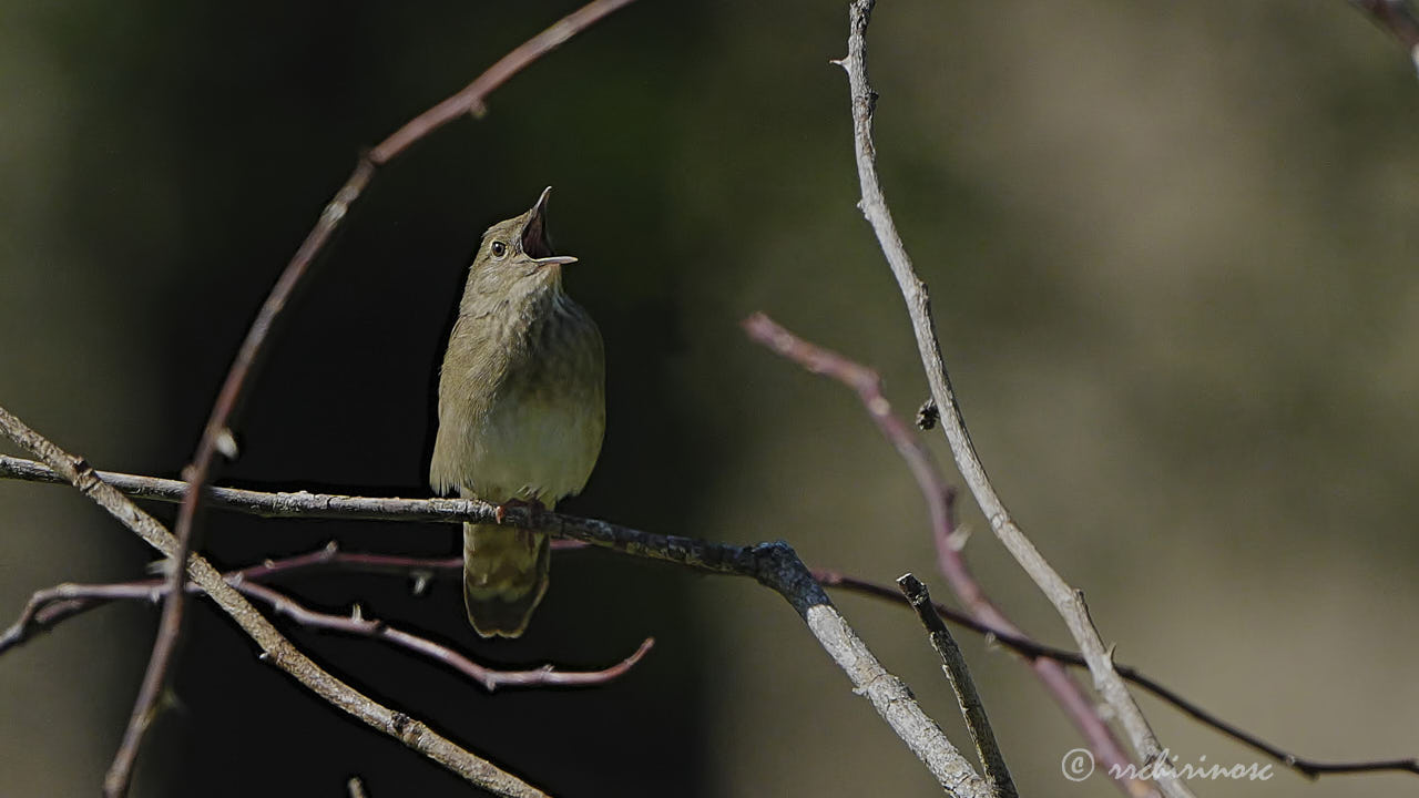 River warbler