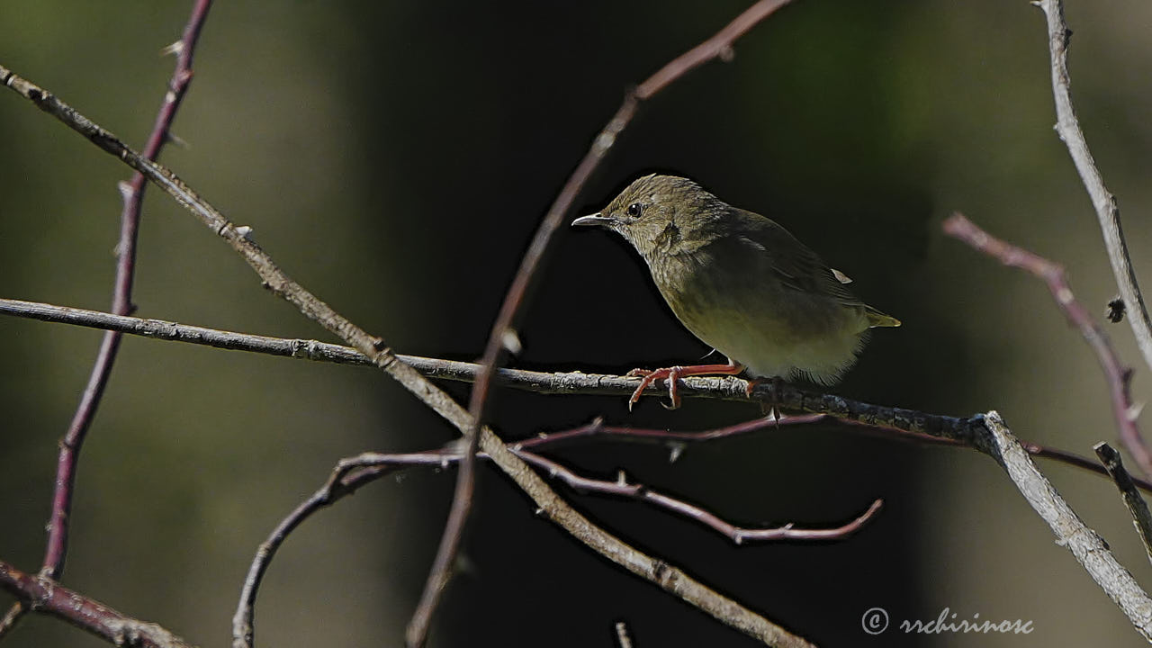 River warbler