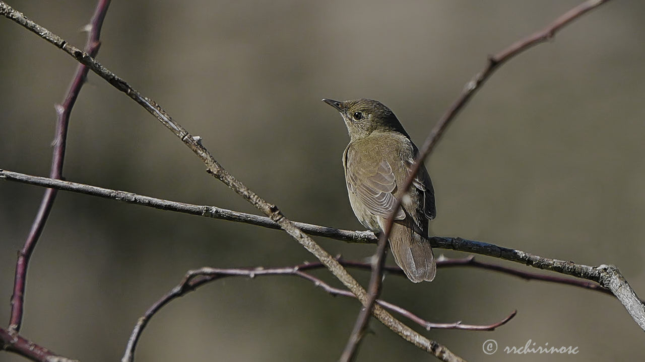River warbler