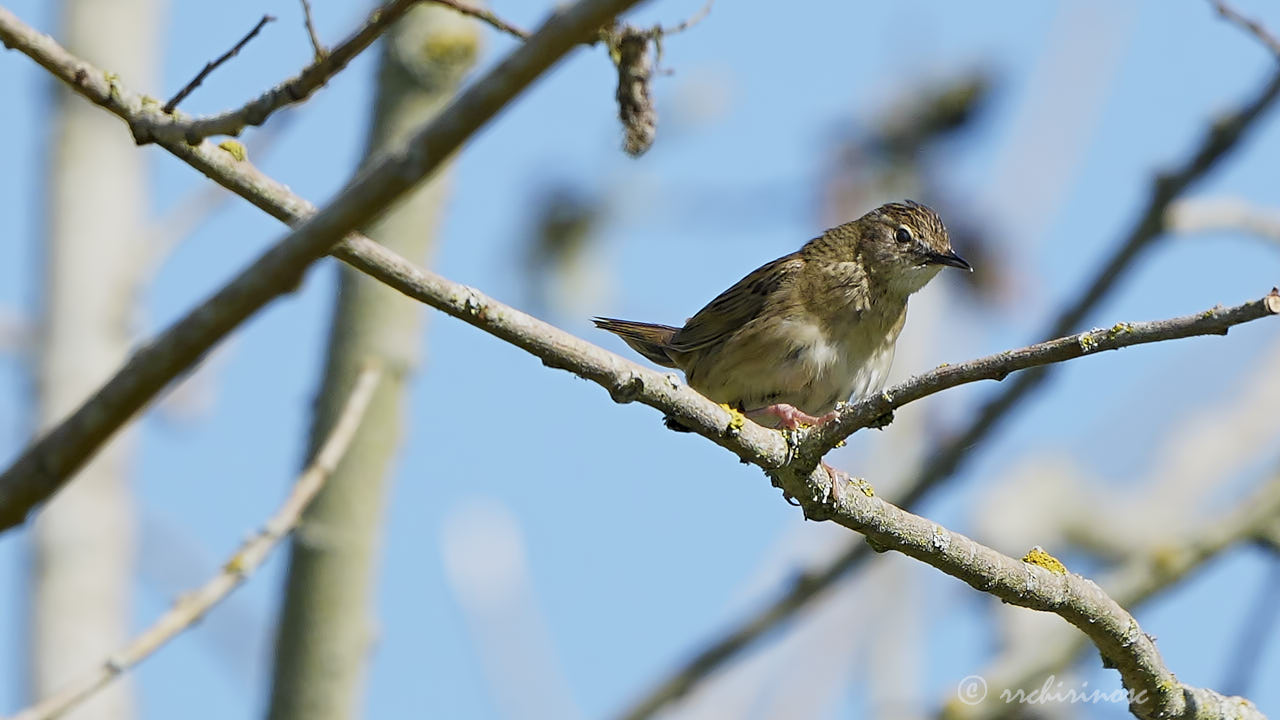 Common grasshopper warbler