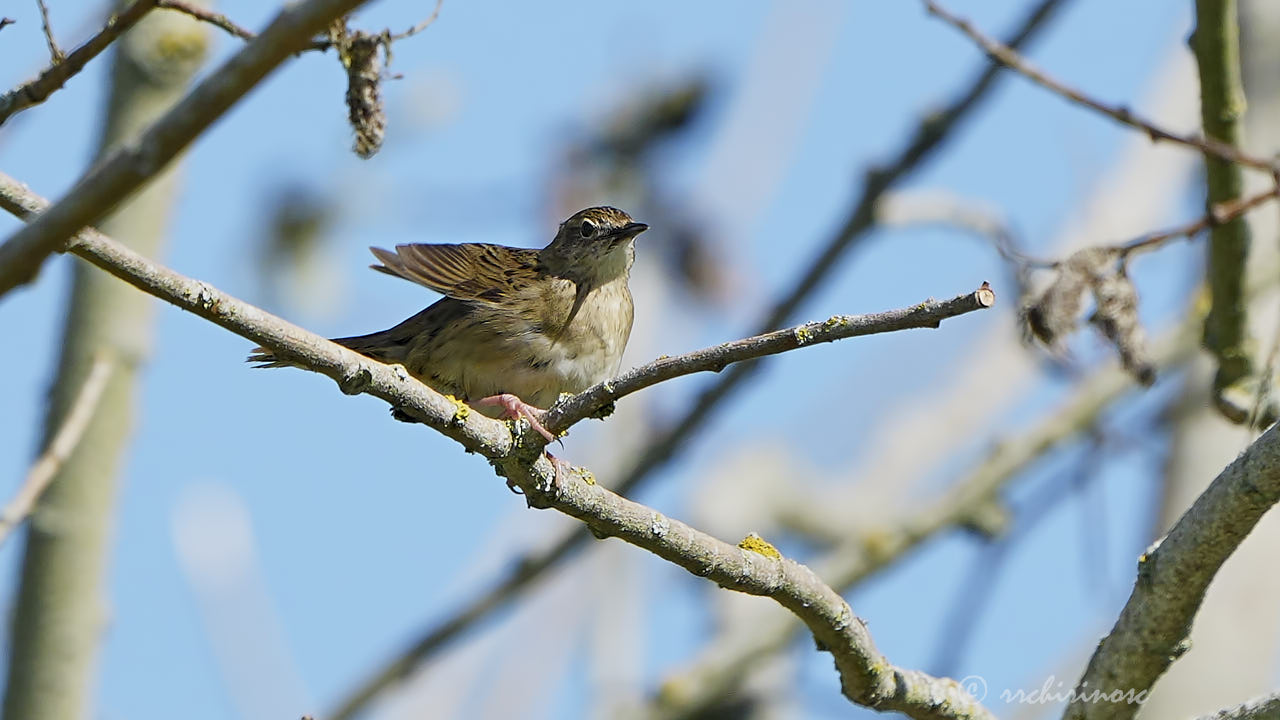 Common grasshopper warbler