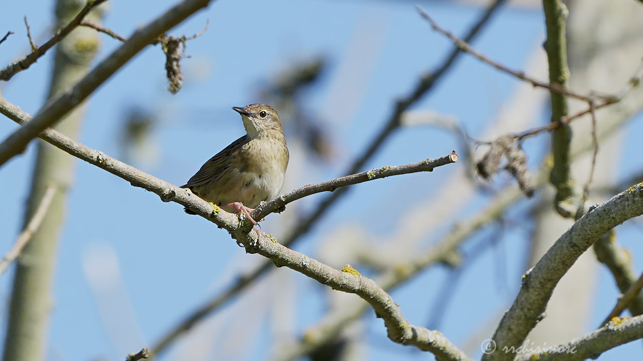 Common grasshopper warbler