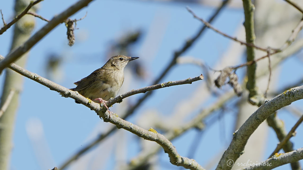 Common grasshopper warbler