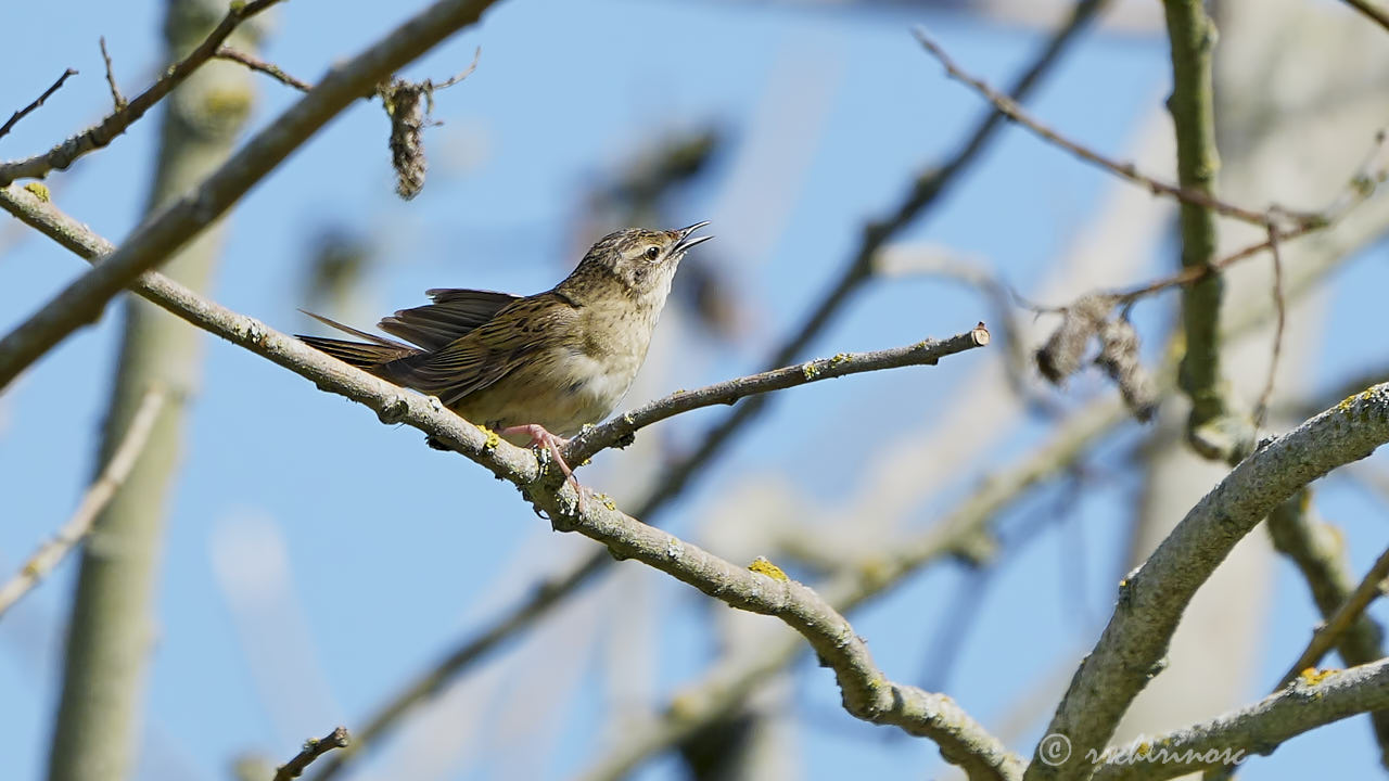 Common grasshopper warbler
