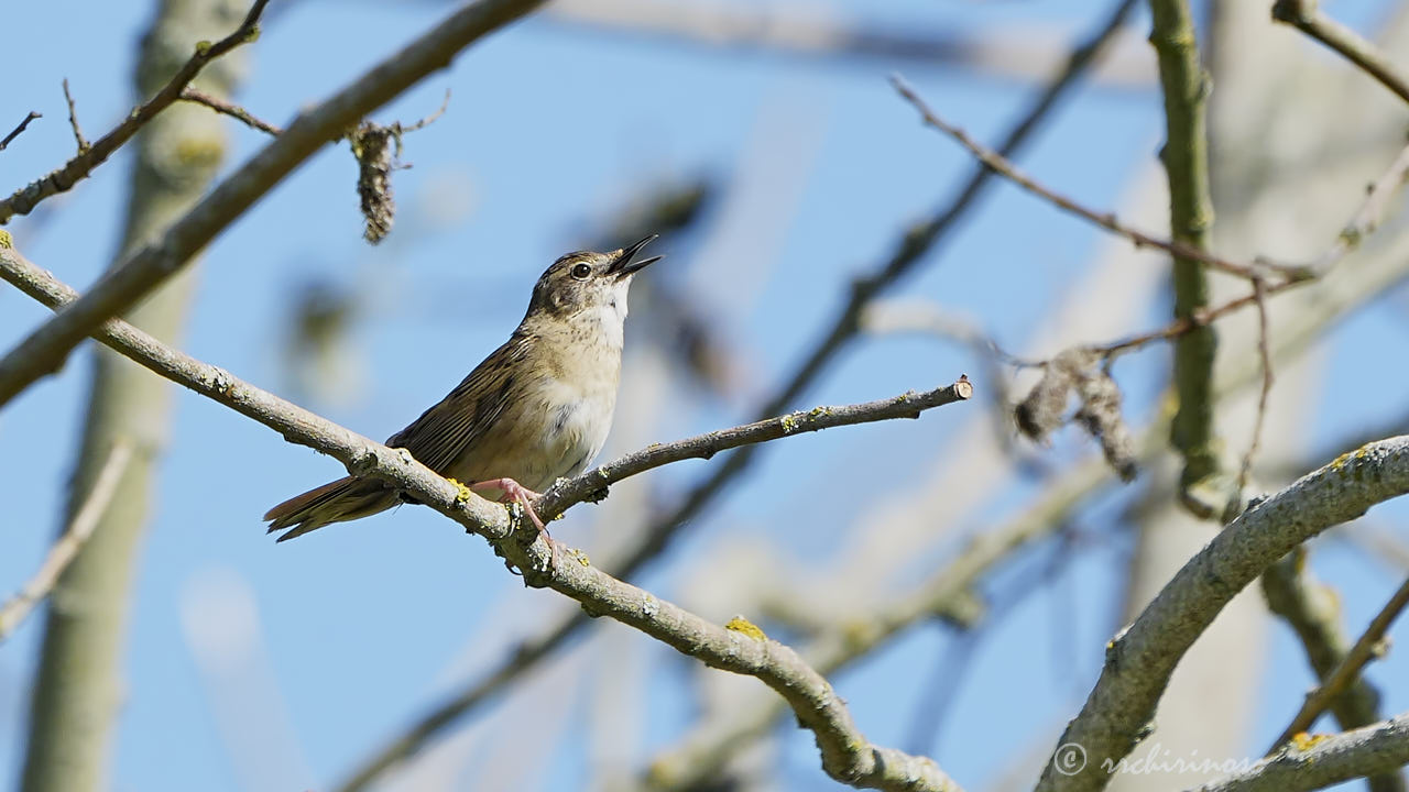 Common grasshopper warbler