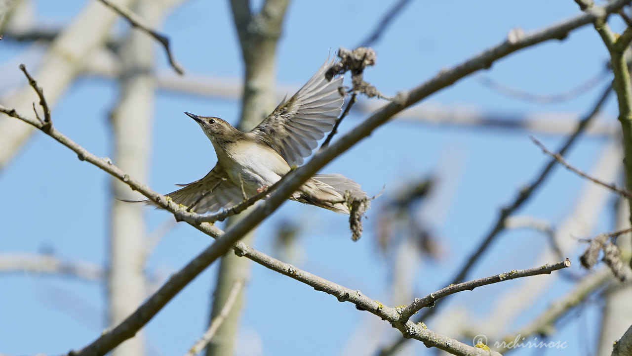 Common grasshopper warbler